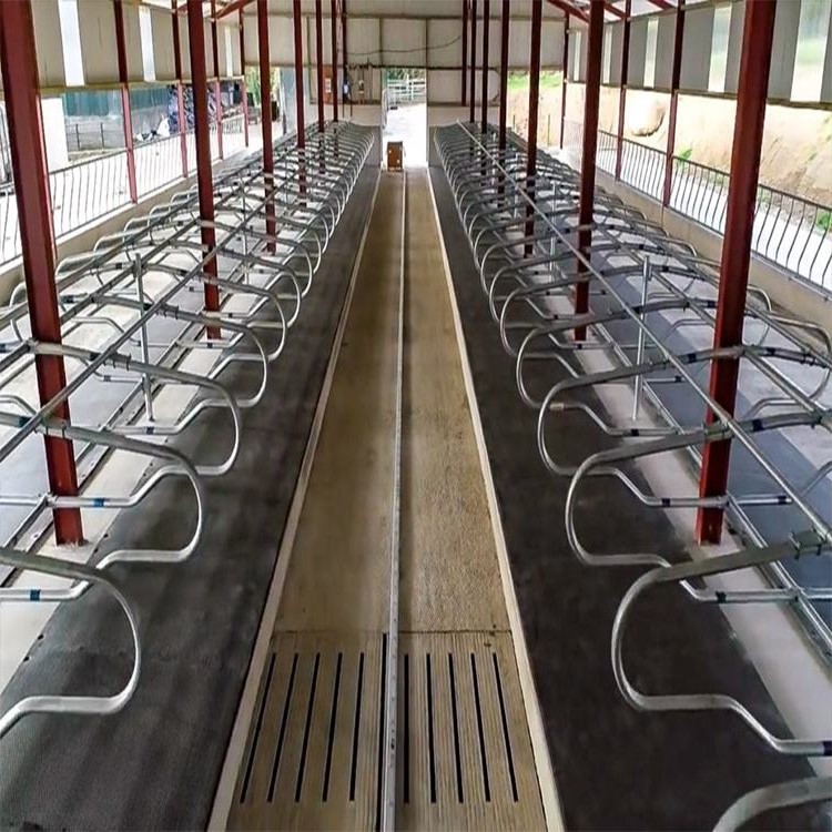 Steel Structure Cow Shed