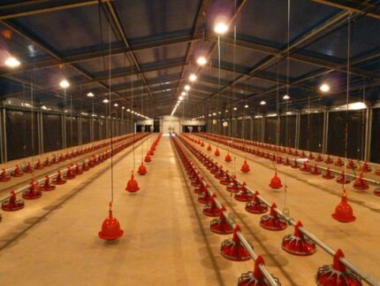 Steel Structure Chicken House